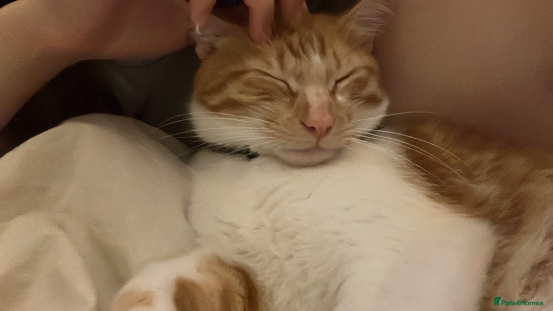 Mixed Breed cats for sale: Playful ginger cat looking for loving home - Image 6