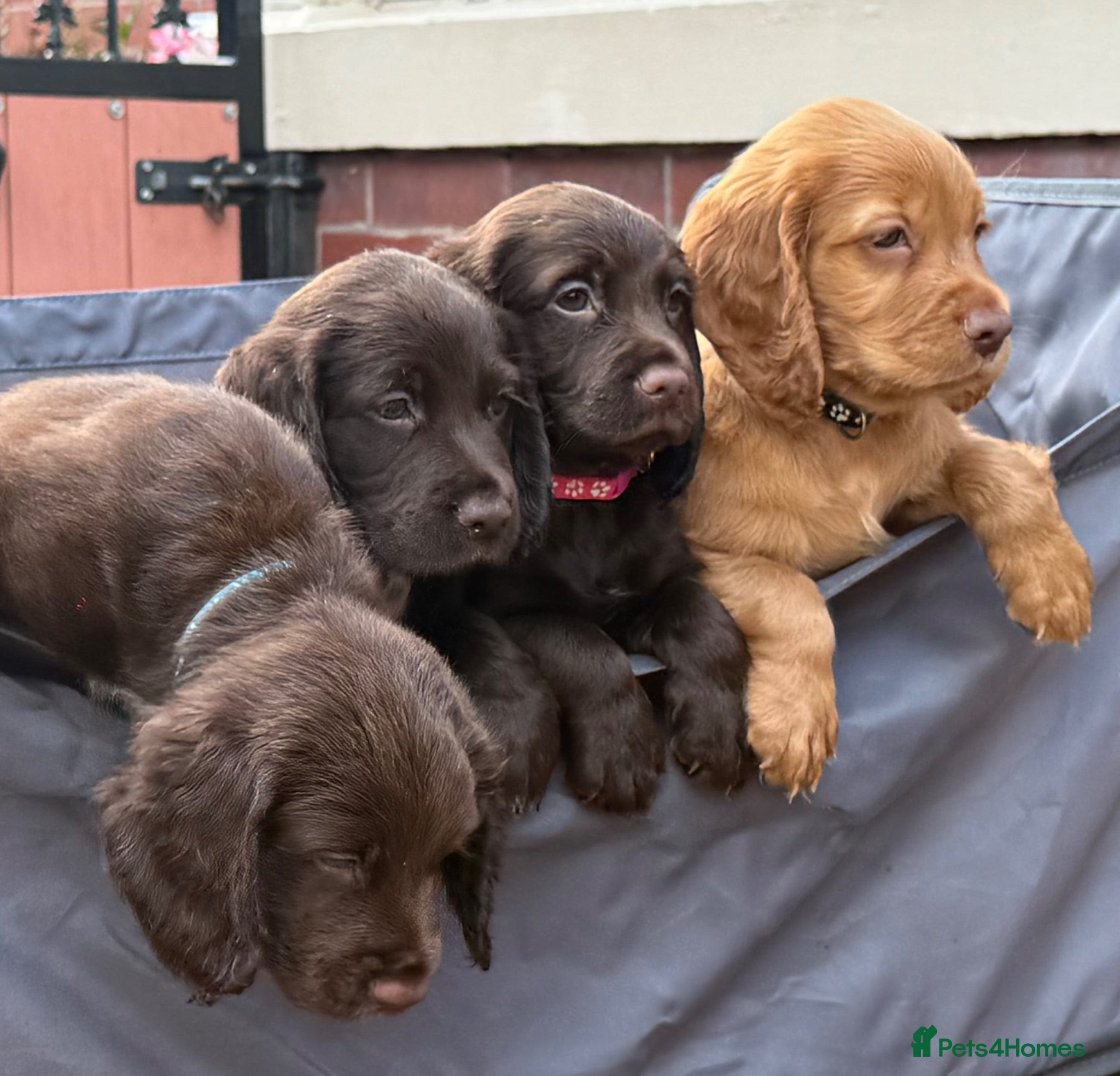 Sprocker dogs Sprocker spaniel puppies health tested parentage - Advert 2