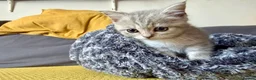 Scottish Fold cats for sale: Scotish fold cross Scottish straight adorable🥰 😻 - Advert 3