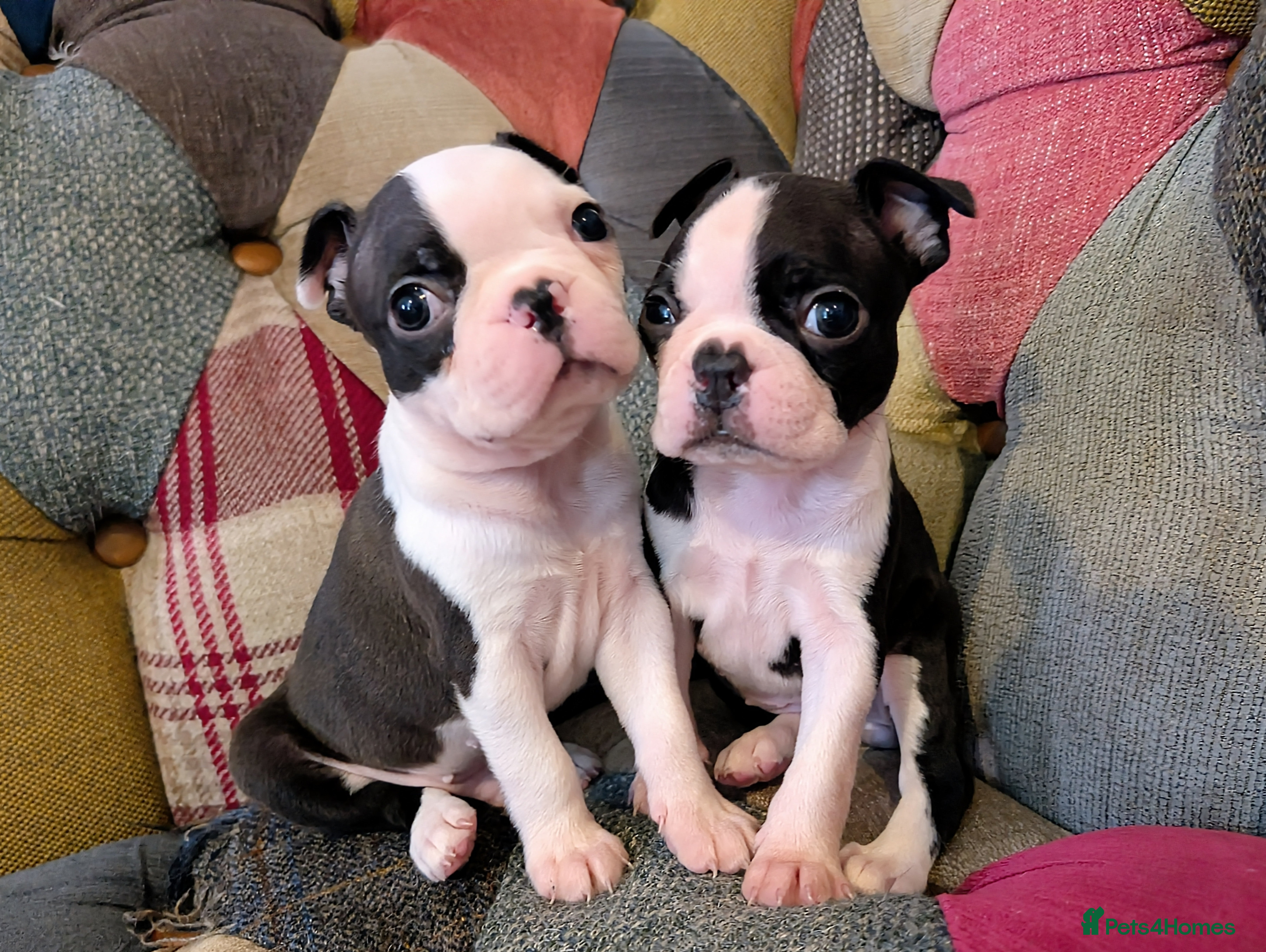 Boston Terrier dogs 2 LEFT: Adorable KC reg Boston Puppies  - Advert 1