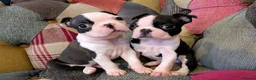 Boston Terrier dogs for sale: 1 BOY LEFT: Adorable KC Boston Puppies  - Advert 14
