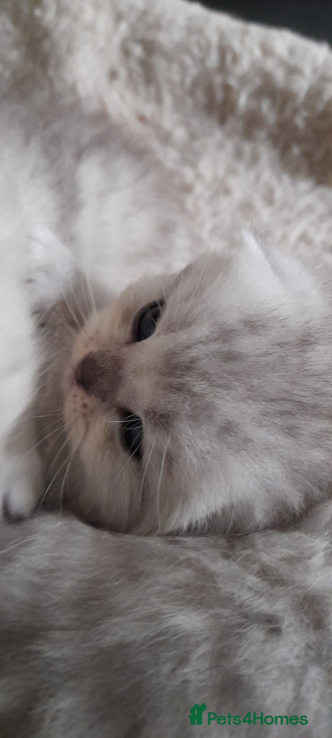 Scottish Fold cats for sale: LAST BOY FOLD. OPEN TO OFFERS.  in Aberdare - Image 9