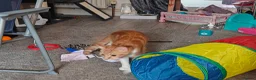 Mixed Breed cats for sale: Tabby kitten with everything you need  in Sheffield - Advert 7