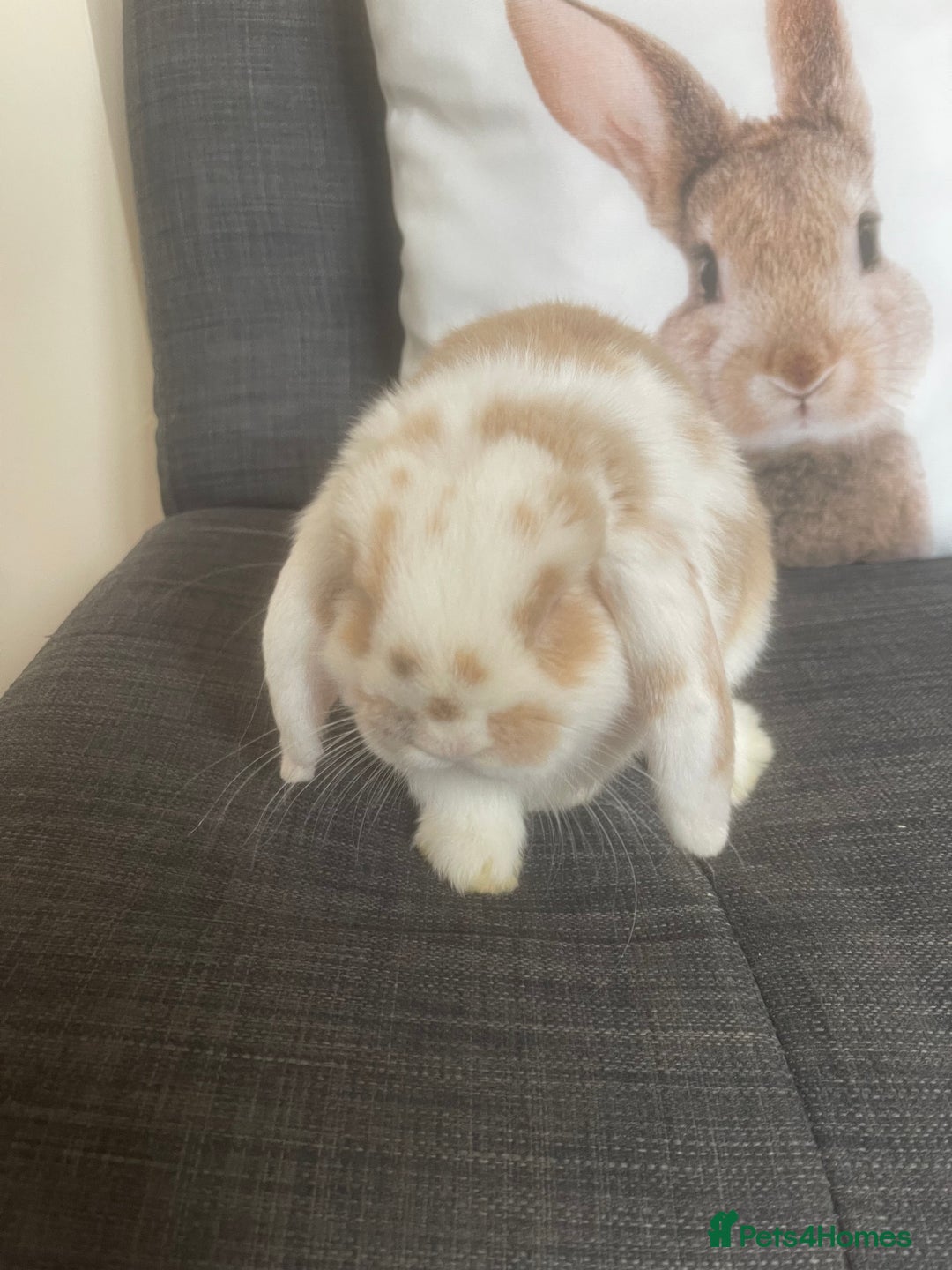Mini Lop rabbits for sale: S’mores 7 months old mini lop  - Image 3