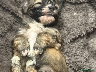Havanese dogs Adorable Havanese Puppies for sale - Advert 3