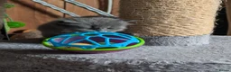Siberian cats for sale: Siberian kitten  - Advert 9