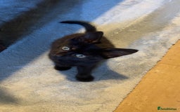 Mixed Breed cats for sale: Mixed breed kittens ready now  - Image 2