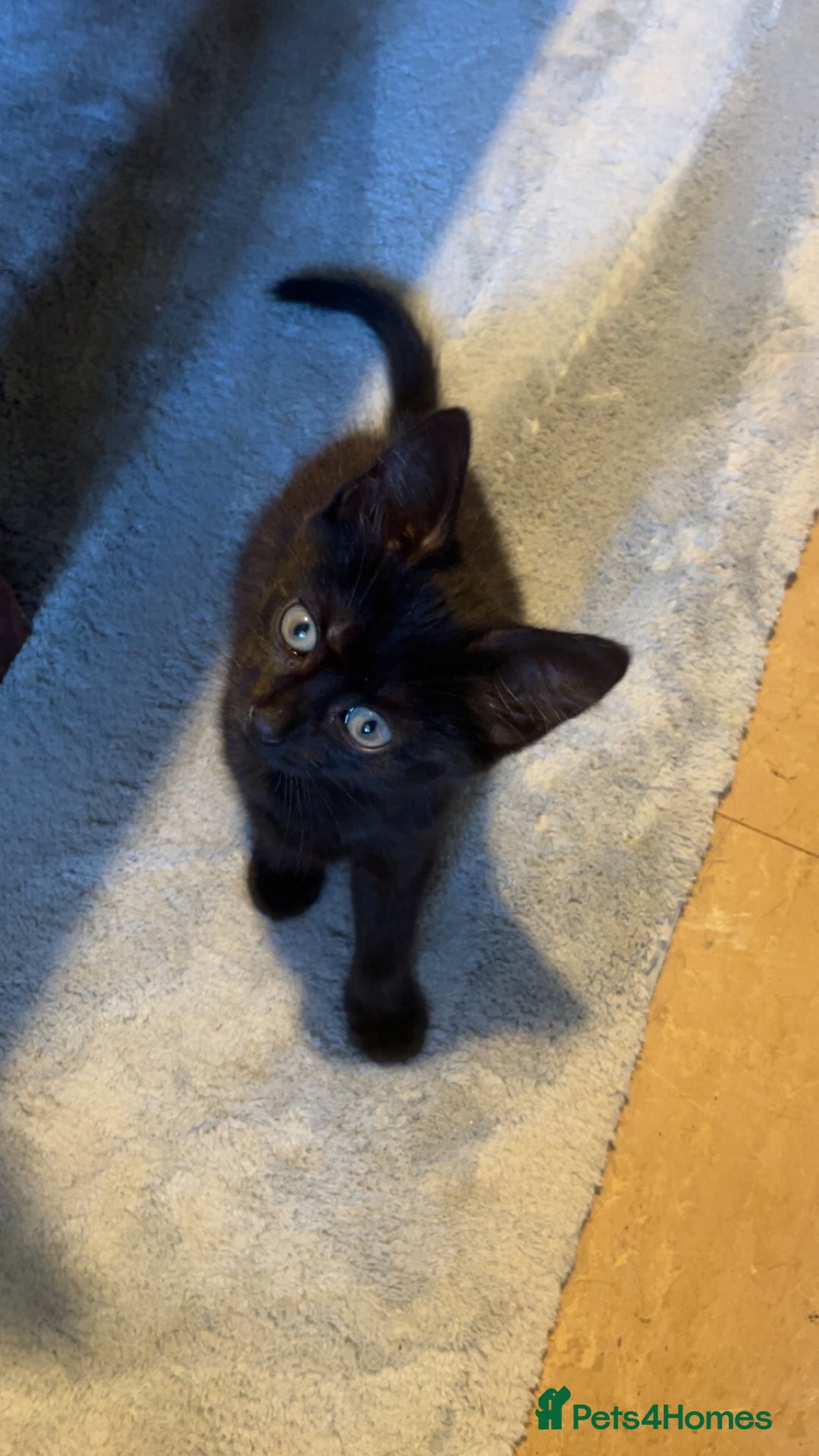 Mixed Breed cats for sale: Mixed breed kittens ready now  - Image 2
