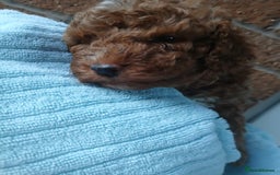 Cockapoo dogs for sale: READY NOW 5* F2B Merle Cockapoos - Image 11