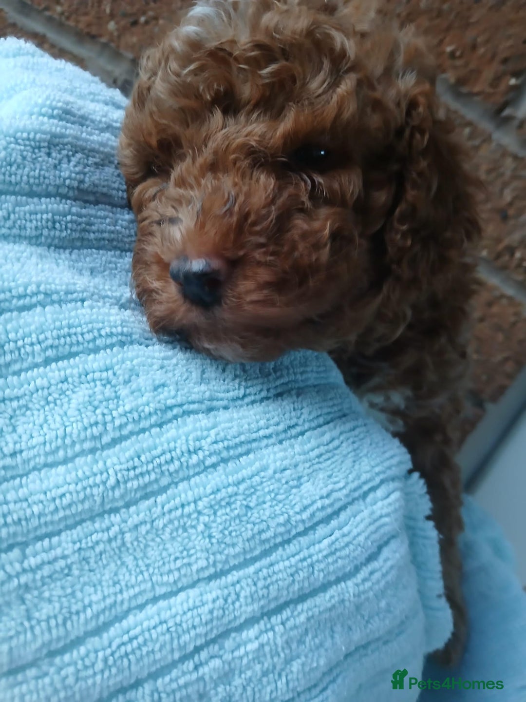 Cockapoo dogs for sale: READY NOW 5* F2B Merle Cockapoos - Image 11