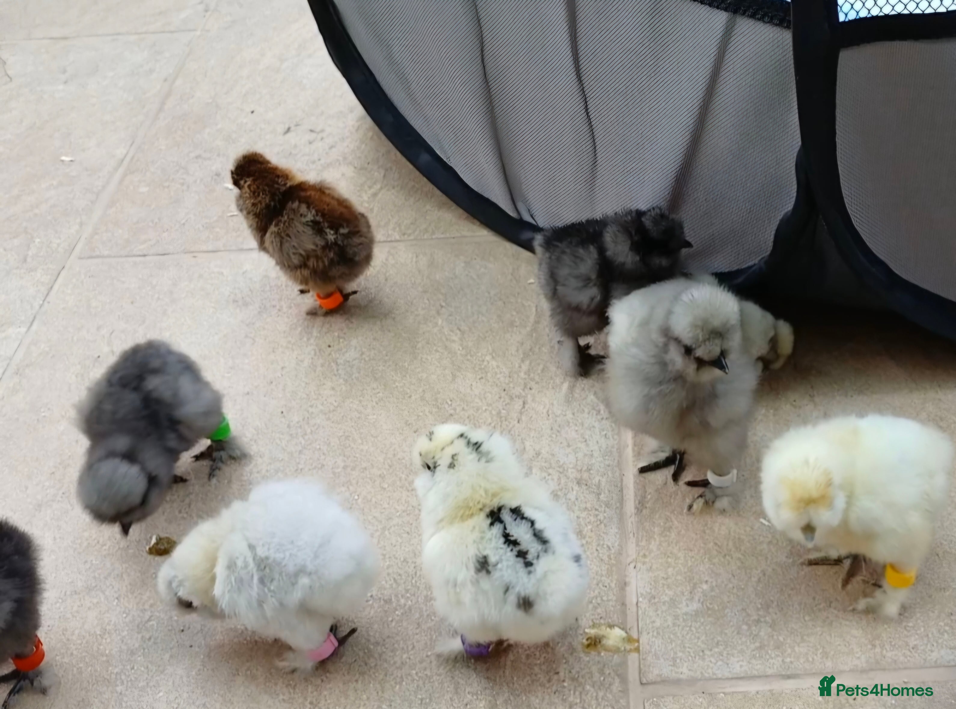 Chickens poultry Day old chicks silkies and various breeds in Crewe - Advert 1