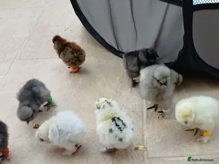 Chickens poultry Day old chicks silkies and various breeds in Crewe - Advert 1