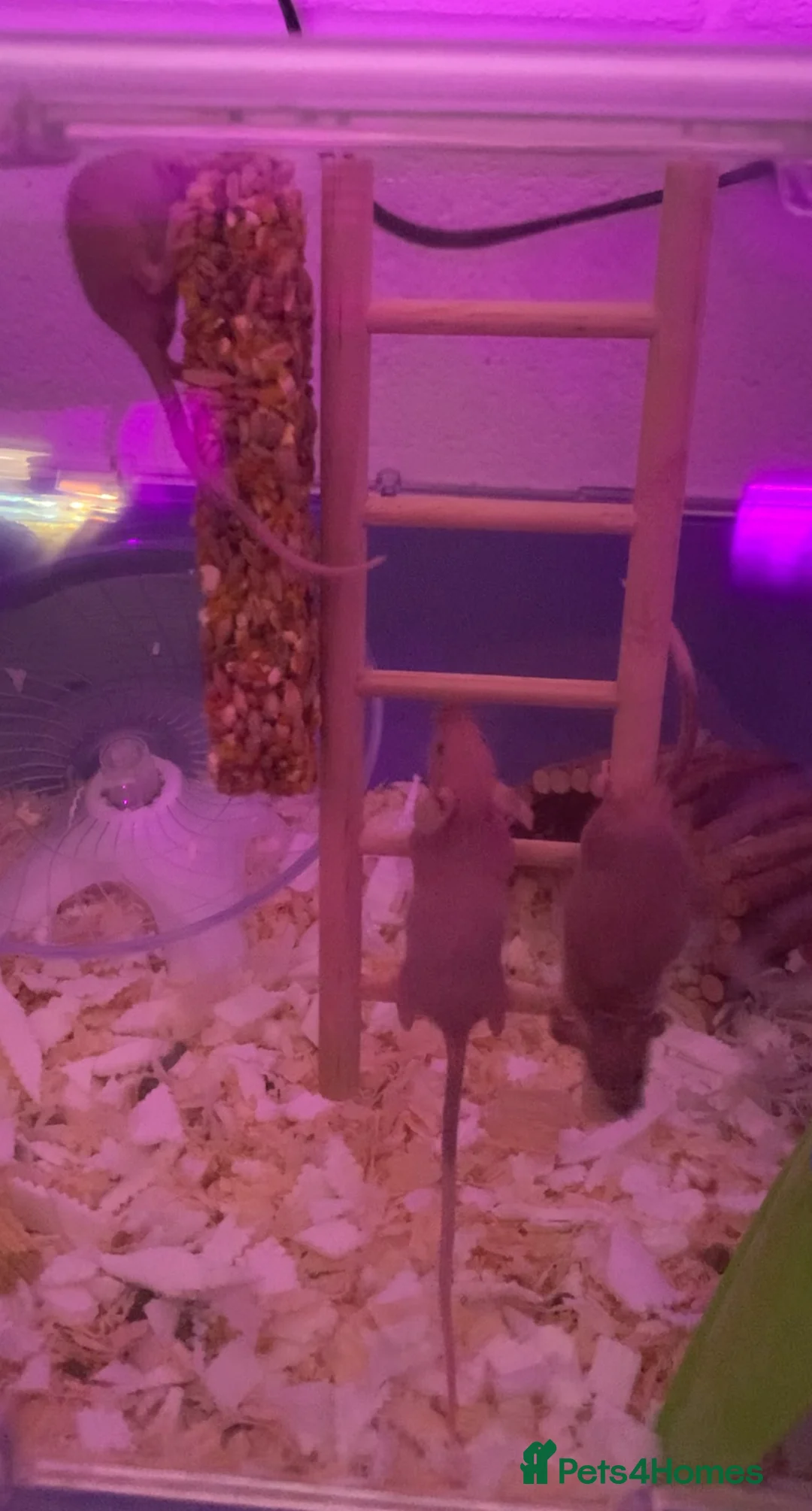 Mouse rodents for sale: Hairless mice for sale  - Advert 3