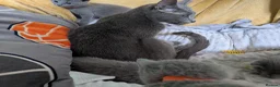 Russian Blue cats for sale: Stunning Russian Blue Kittens–Pedigree&TICA Reg - Advert 6