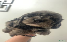 Cockapoo dogs for sale: Health tested cockapoo puppies for sale - Image 2