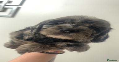 Cockapoo dogs - Advert 13