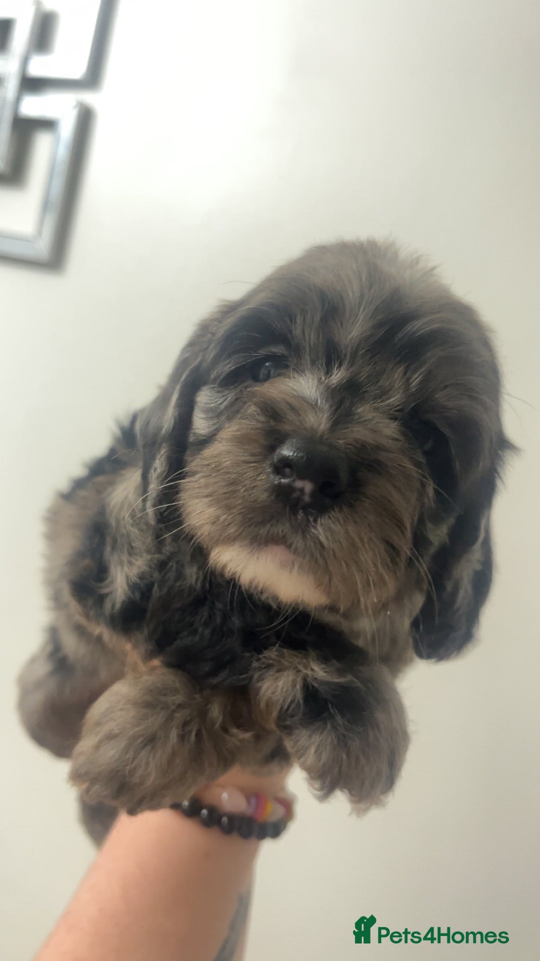 Cockapoo dogs for sale: Health tested cockapoo puppies for sale - Image 2