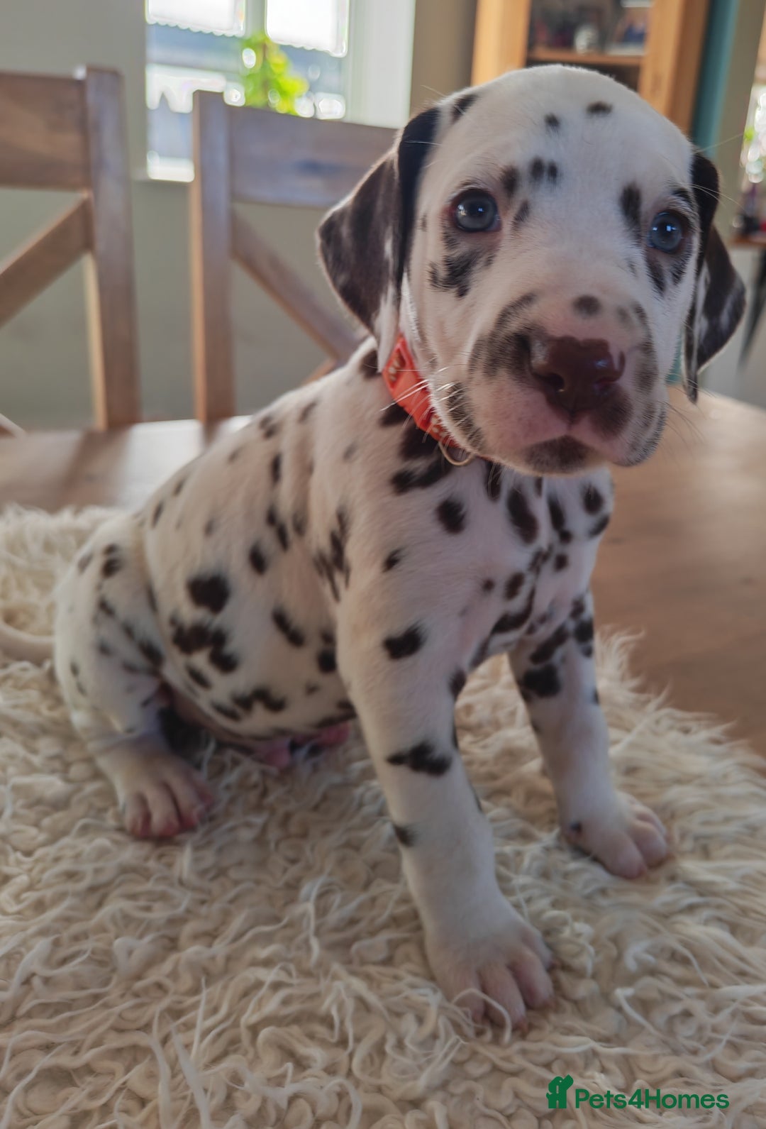 Dalmatian dogs for sale: Ready now - Champion Boys in the making!! - Advert 18