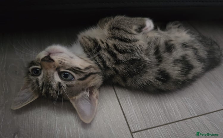Domestic Shorthair cats - Advert 1