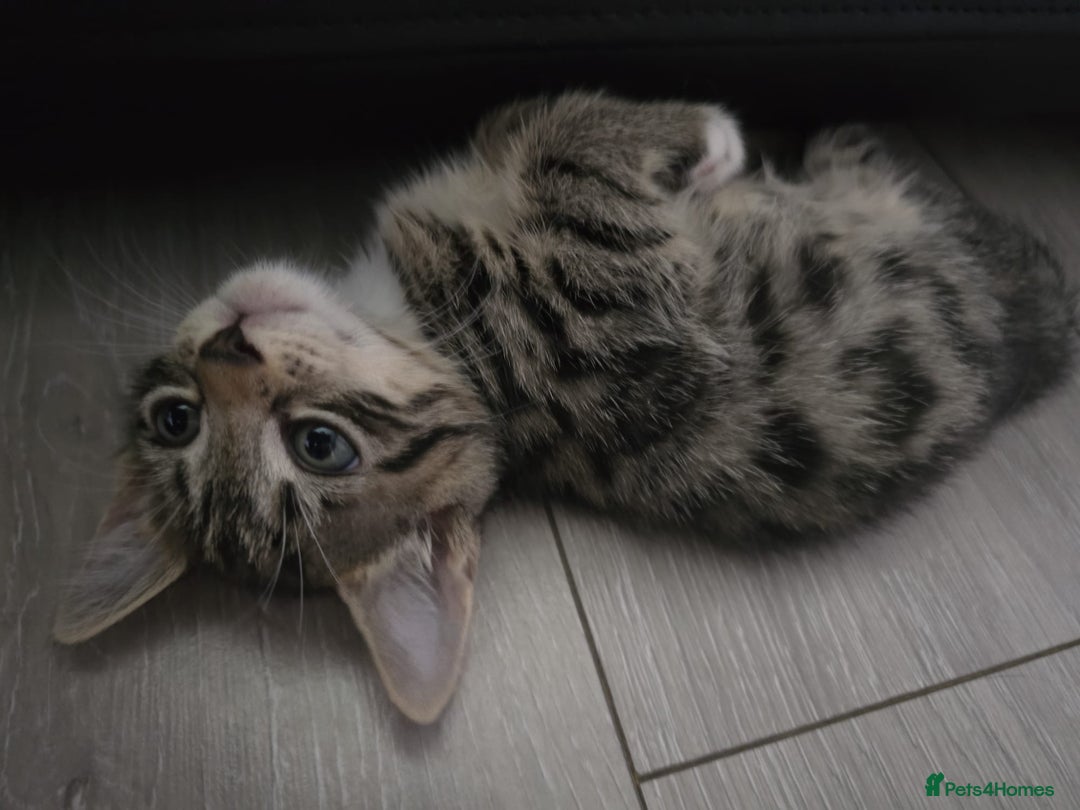 Domestic Shorthair cats for sale: 🐾Playful Kittens -Tabby or black/white🐾 - Image 1