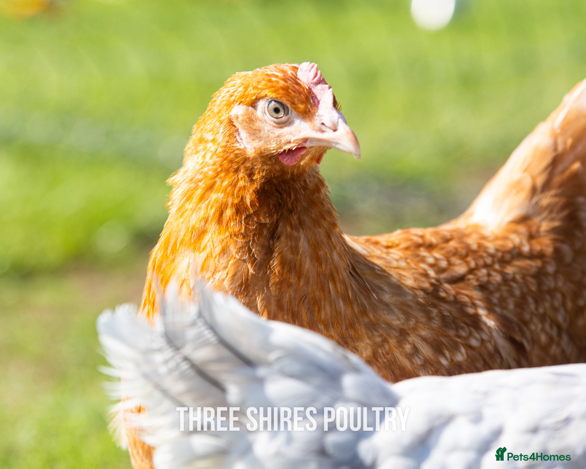 Chickens poultry Shires Brown Hybrid  - Advert 1