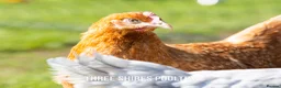 Chickens poultry for sale: Shires Brown Hybrid  - Advert 1