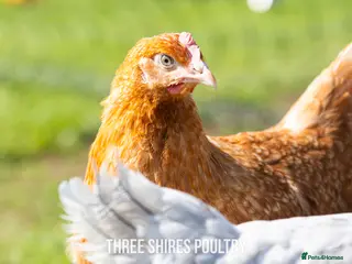 Chickens poultry for sale: Shires Brown Hybrid - Advert 3