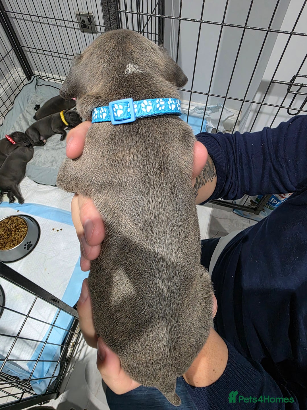 Staffordshire Bull Terrier dogs for sale: Beautiful Staffordshire Bull Terrier Puppies - Advert 19