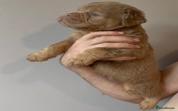 Olde English Bulldogge dogs for sale: Olde English bulldog puppies READY NOW - Image 4