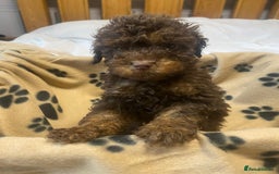 Cockapoo dogs for sale: Gorgeous litter of F1b cockapoos - Advert 15