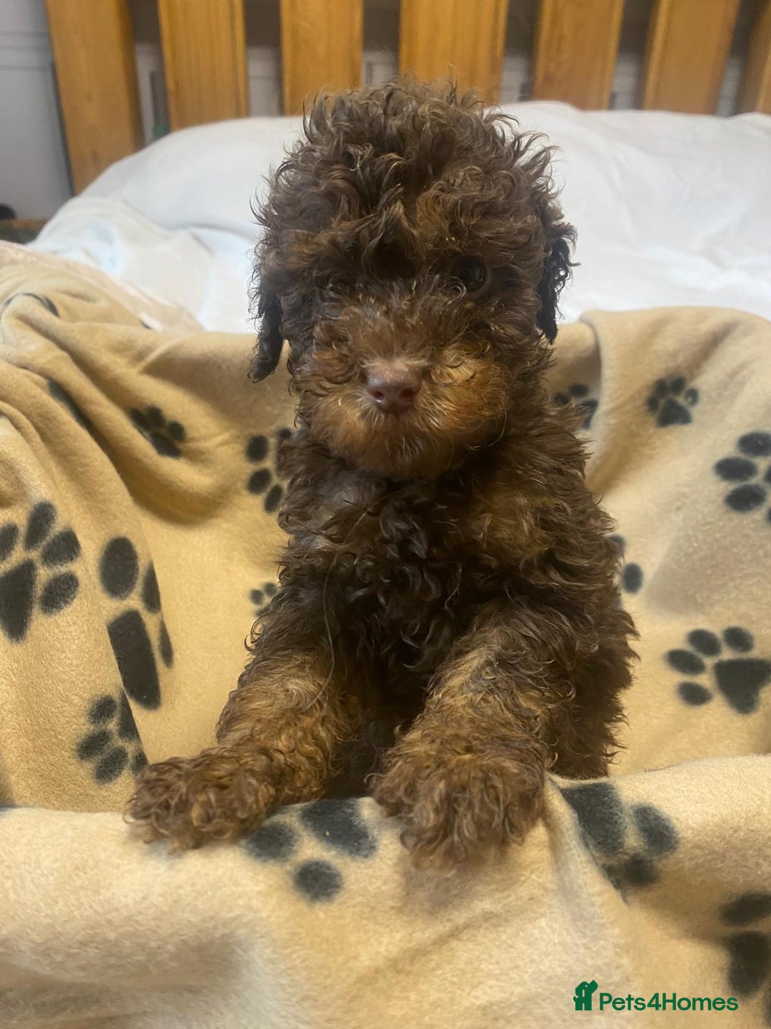 Cockapoo dogs for sale: Gorgeous litter of F1b cockapoos - Advert 15