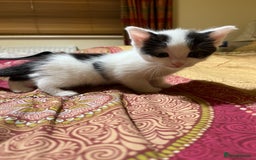 Mixed Breed cats for sale: 5 kittens looking for forever home  - Image 8