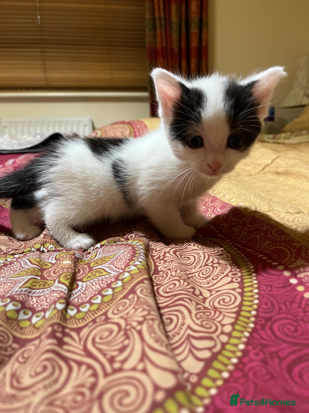Mixed Breed cats for sale: 5 kittens looking for forever home  - Image 8