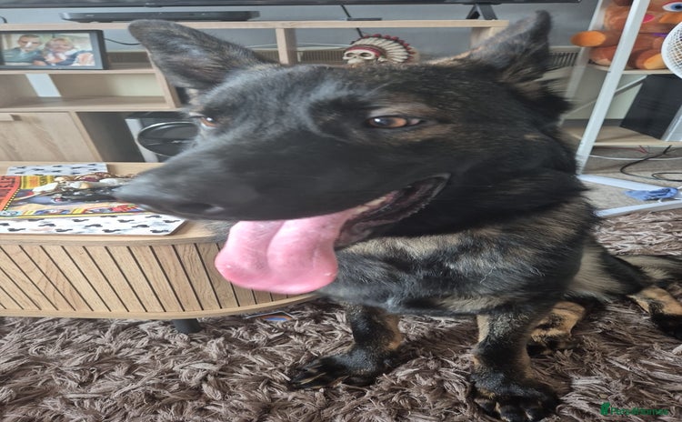 German Shepherd dogs - Advert 1