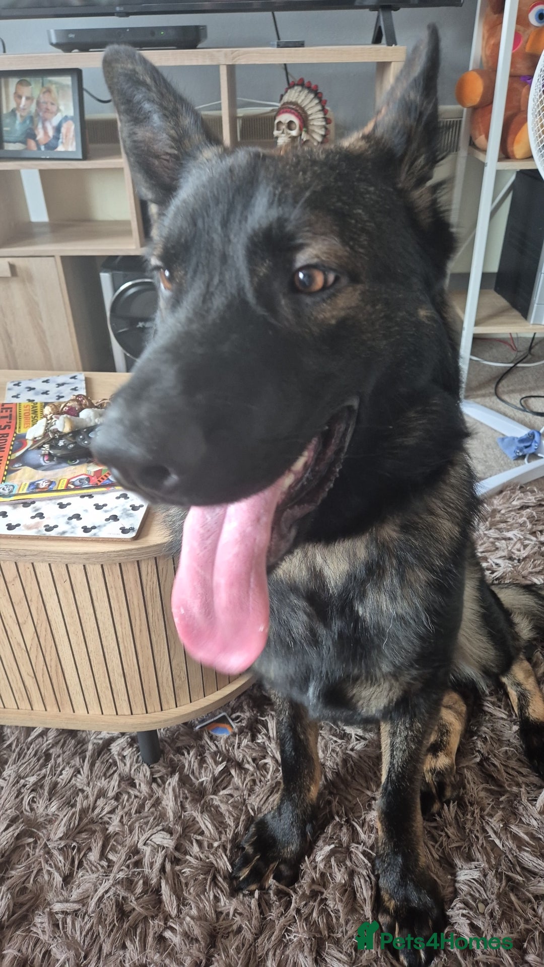 German Shepherd dogs for sale: Loving German shepherd  - Image 1