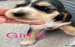 Cocker Spaniel dogs for sale: Kc show extensive health tests beautiful colours - Image 33