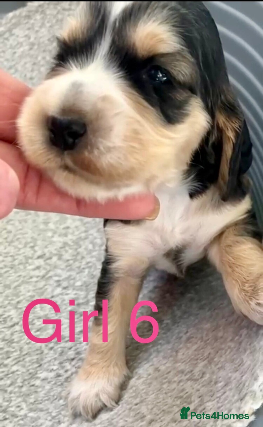 Cocker Spaniel dogs for sale: Kc show extensive health tests beautiful colours - Image 33