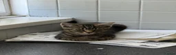 Mixed Breed cats for sale: Adorable tabby and grey kittens - Advert 3