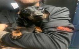 Miniature Dachshund dogs for sale: 🌸 Beautiful Black & Tan Miniature Dachshund 🌸 - Image 6