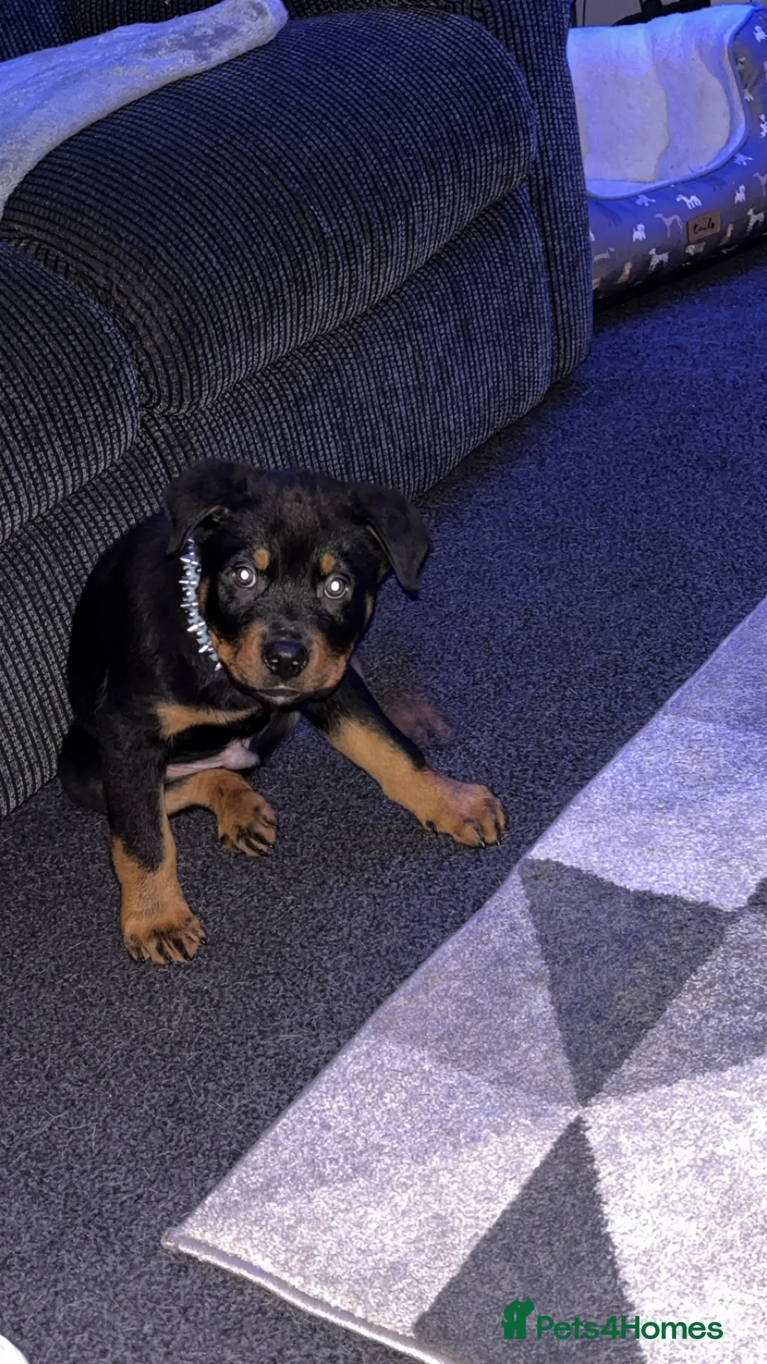 Rottweiler dogs for sale: Rottweiler puppy black and tanned  - Advert 4