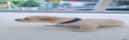 Maltese dogs for sale: Beautiful Maltese Puppies – Loving Family Homes - Advert 11