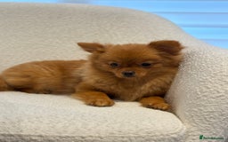 Pomeranian dogs for sale: Beautiful 6-Month-Old Pomeranian Girl for Sale  - Image 10