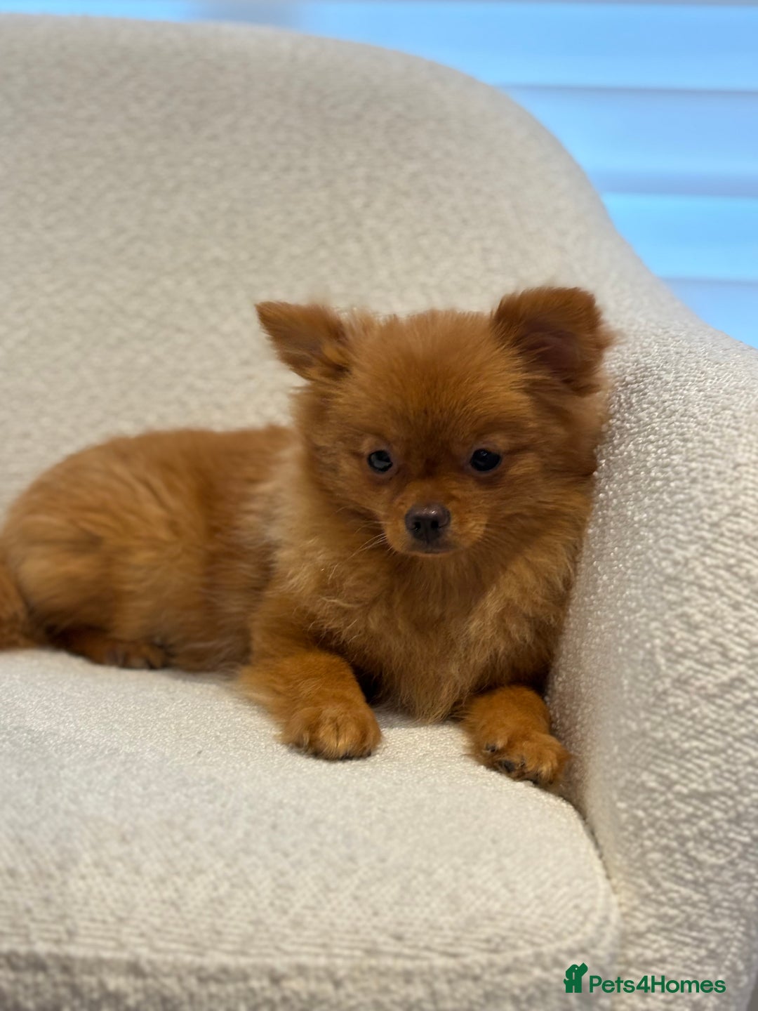 Pomeranian dogs for sale: Beautiful 6-Month-Old Pomeranian Girl for Sale  - Image 10