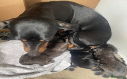 Dachshund dogs for sale: Miniature dachshunds  - Image 1