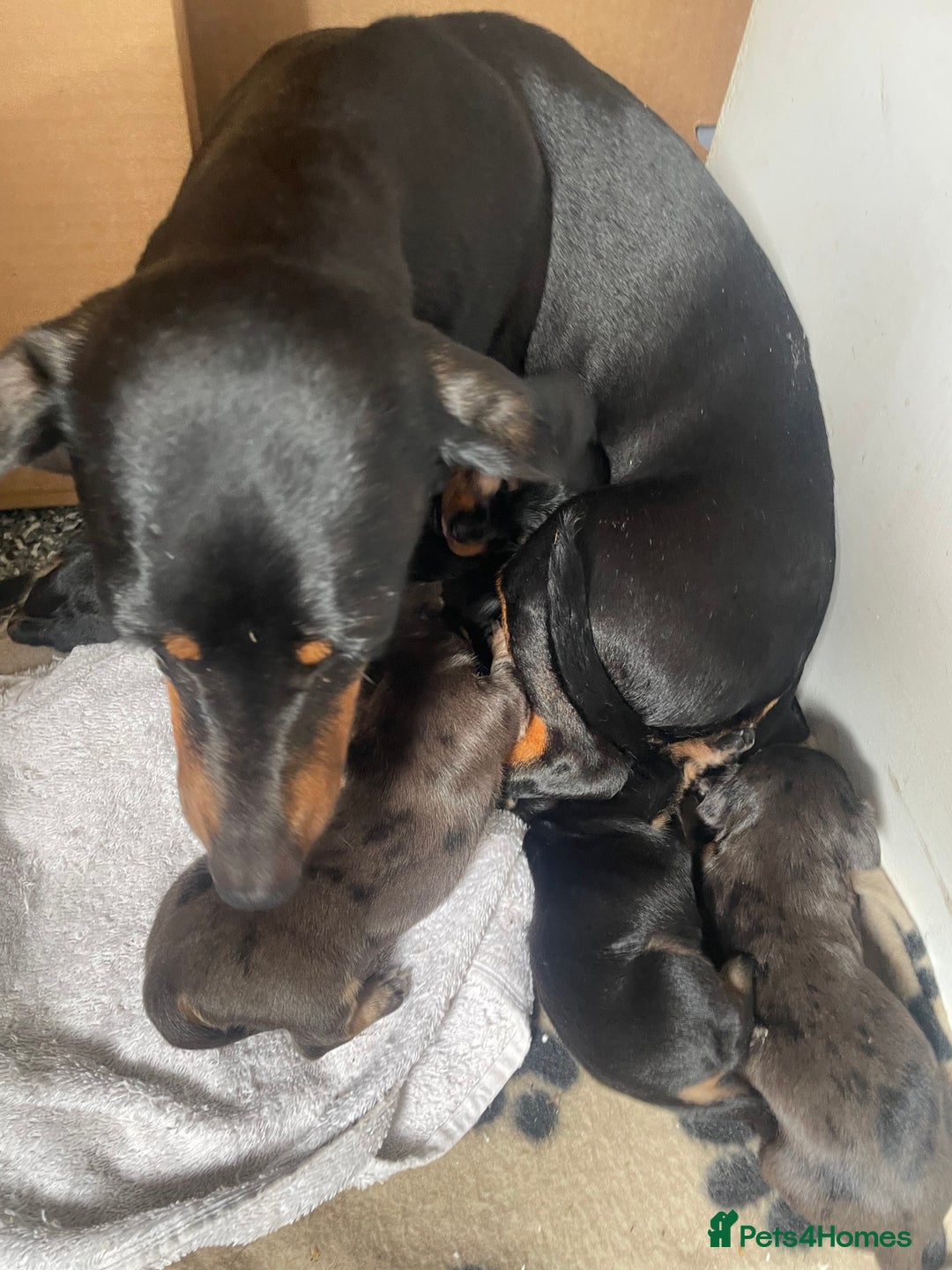 Dachshund dogs for sale: Miniature dachshunds  - Image 1