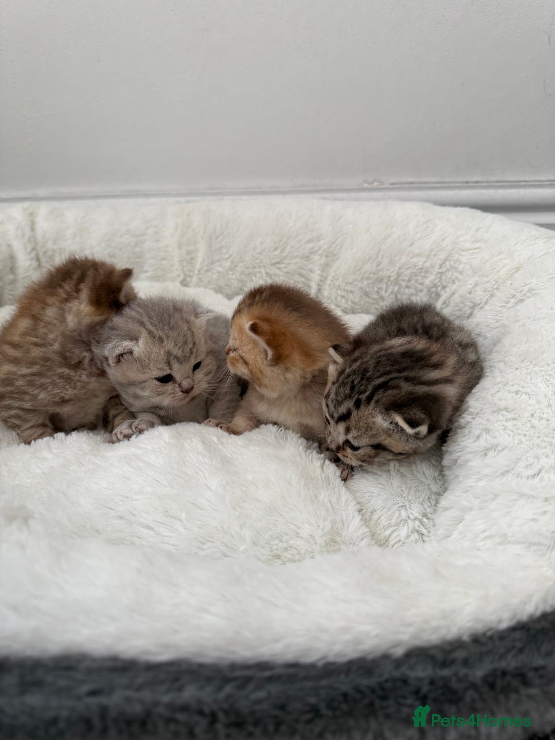 British Shorthair cats for sale: British shorthair kittens  - Image 30