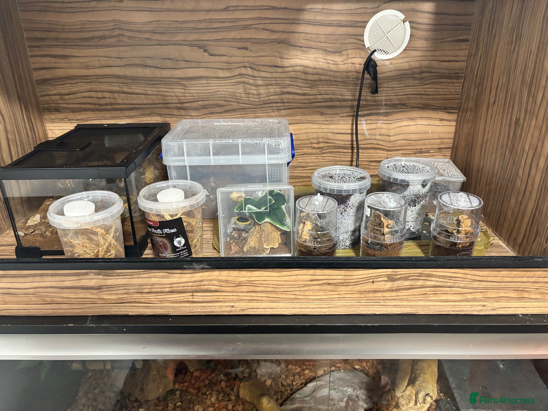Tarantulas invertebrates Tarantulas for sale - Advert 6