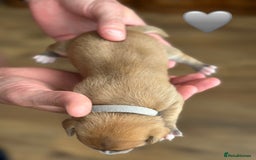 Chihuahua dogs for sale: 6 Gorgeous Chihuahua Puppies 🐶💙🩷🩷🩷🩷💙  - Image 35