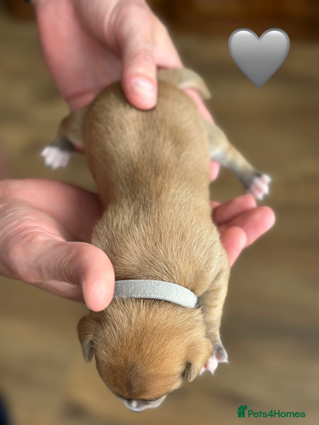 Chihuahua dogs for sale: 6 Gorgeous Chihuahua Puppies 🐶💙🩷🩷🩷🩷💙  - Image 35