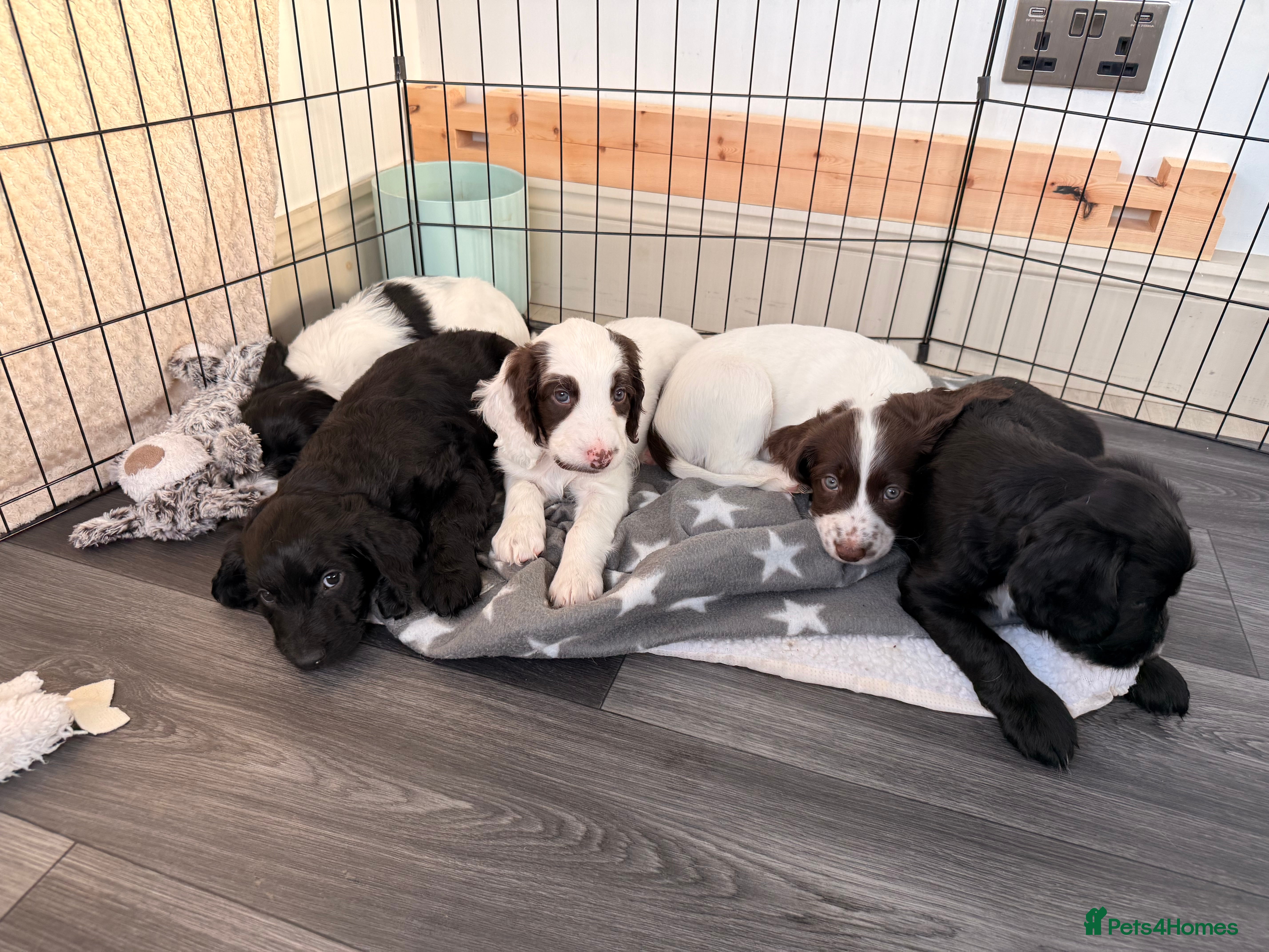 Mixed Breed dogs Cockapoo x English Springer Spaniel  - Advert 6